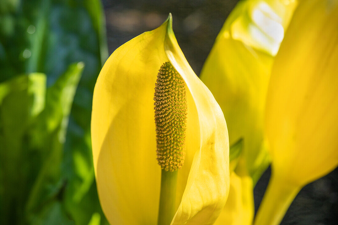 Lysichiton americanus