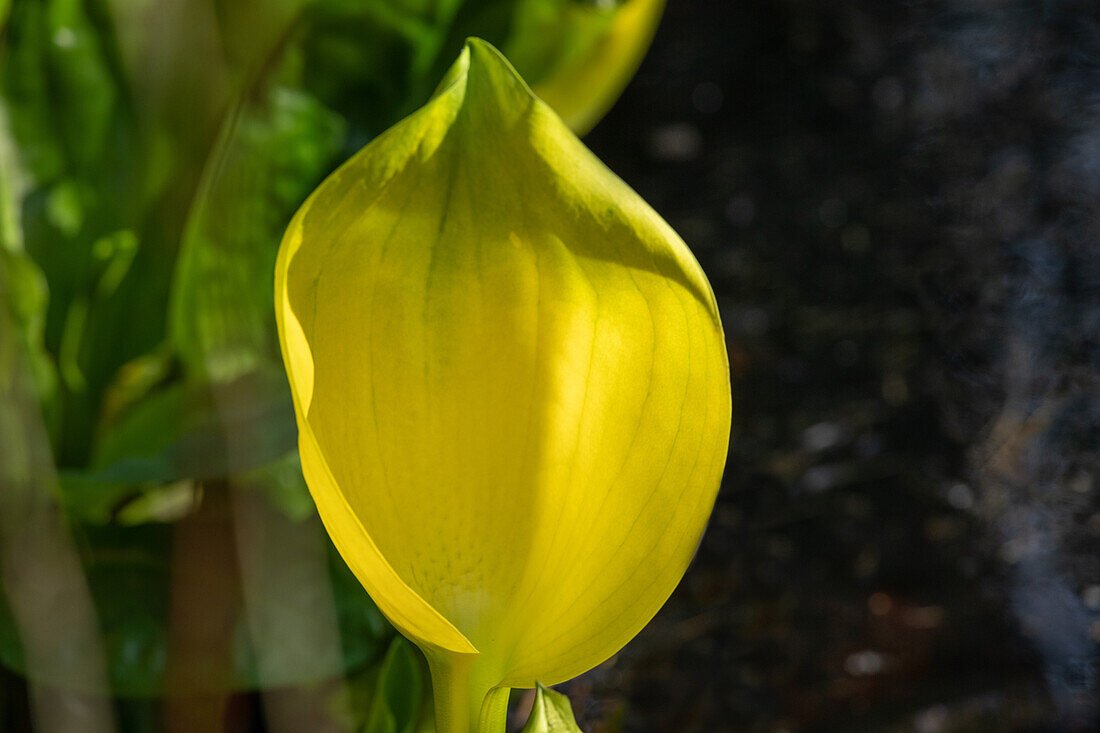 Lysichiton americanus