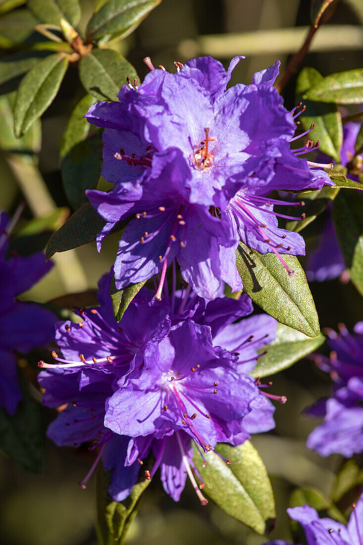 Rhododendron impeditum