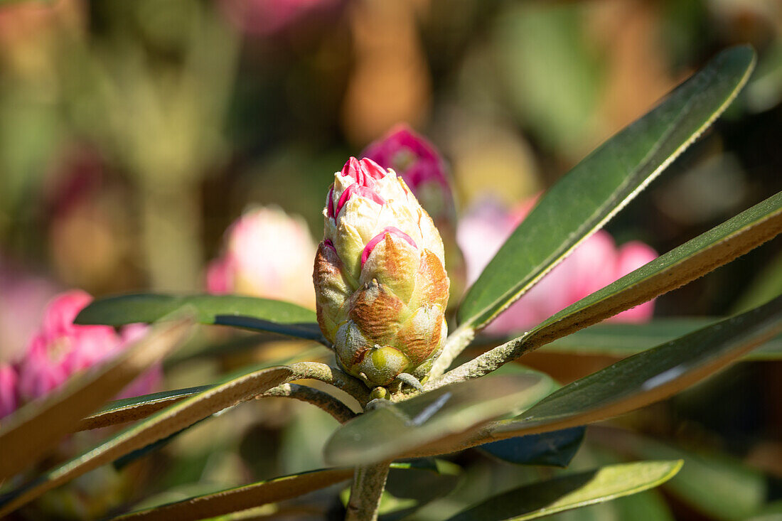 Rhododendron-Blütenknospe