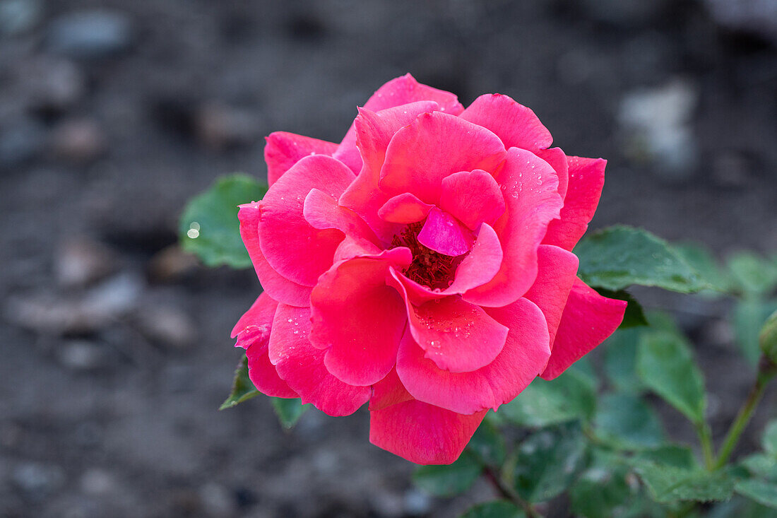 Rosa 'Bambula'