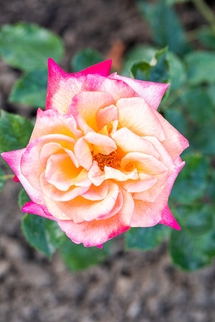 Rosa 'Variety Club'