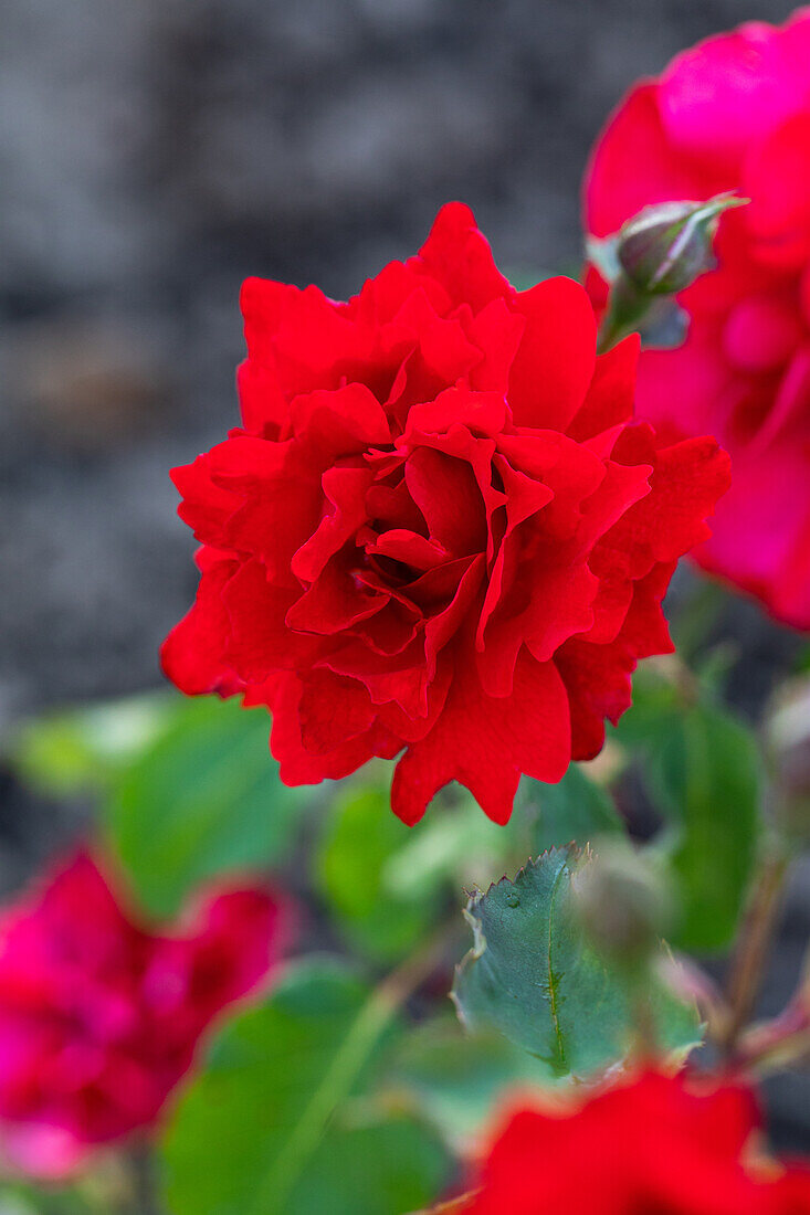 Rosa 'Santa Maria'