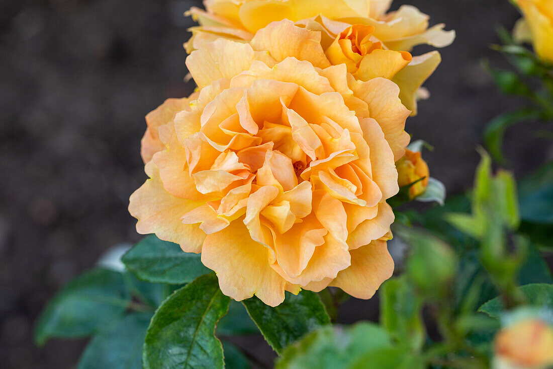 Bedding rose, yellow