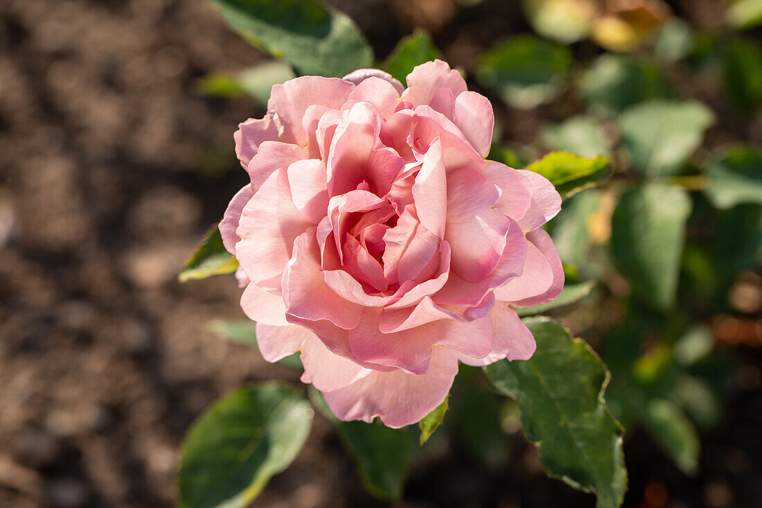 Rosa 'Lavender Pinocchio'