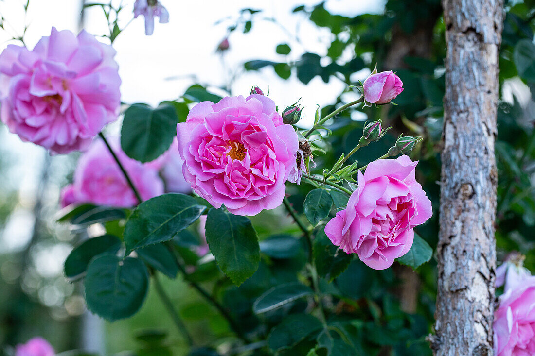 Rosa 'Christine Wright'