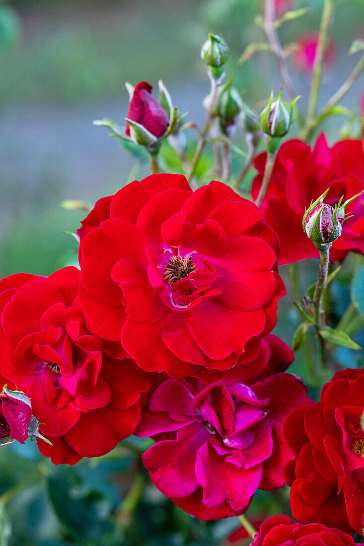 Rosa moschata 'Lichterloh'