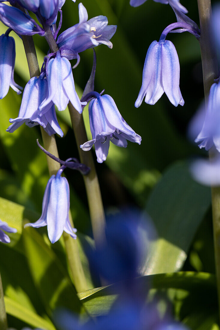 Hyacinthoides hispanica