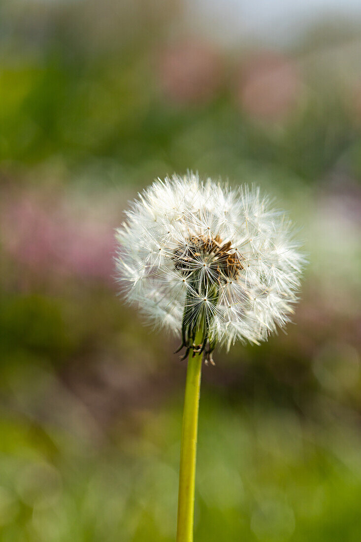 Taraxacum officinale