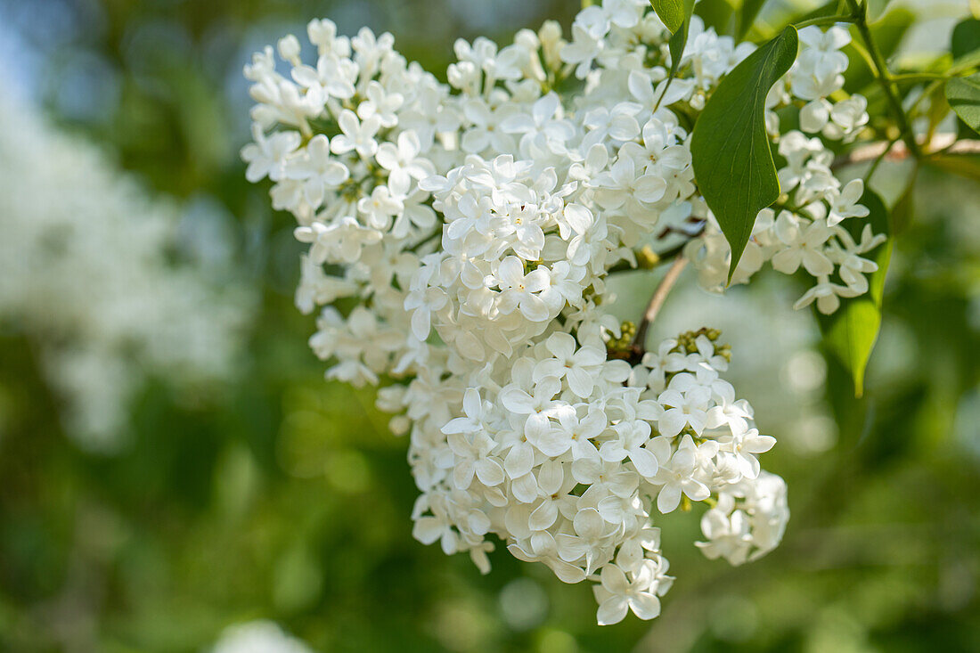 Syringa hyacinthiflora 'Sister Justena'