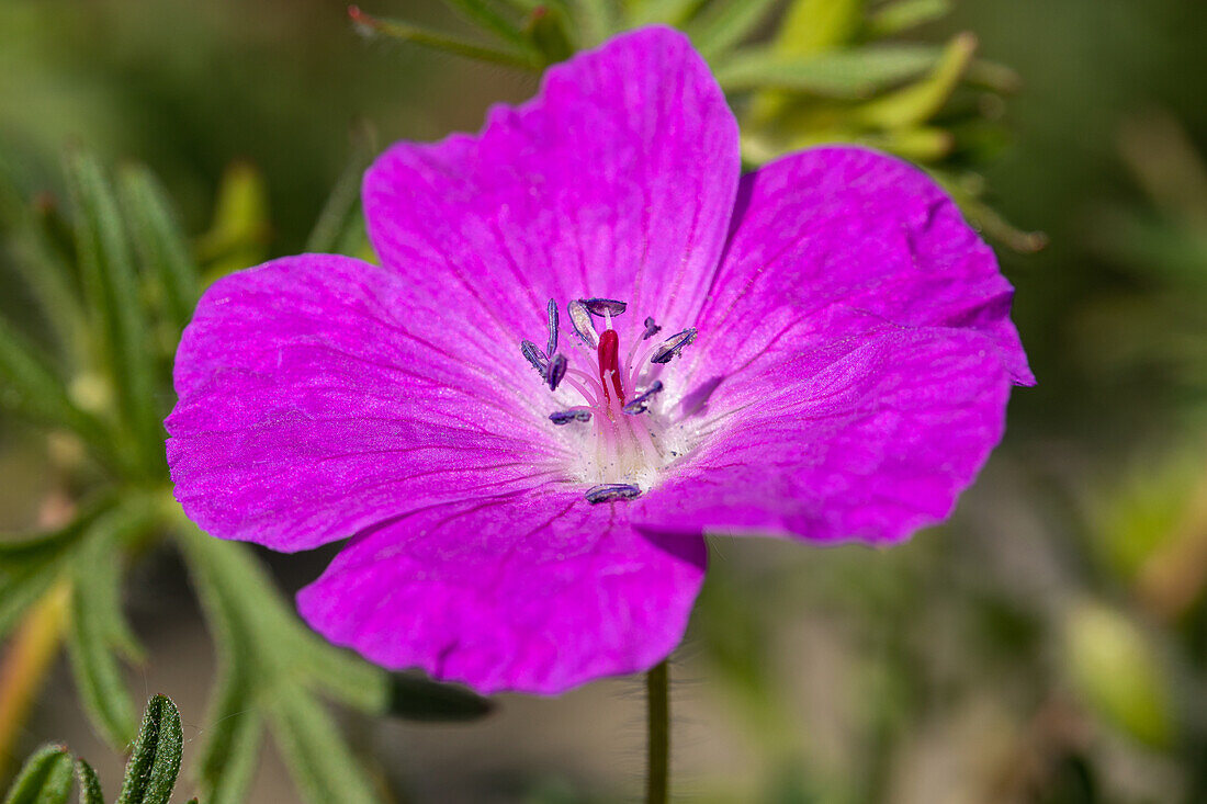 Geranium sanguineum