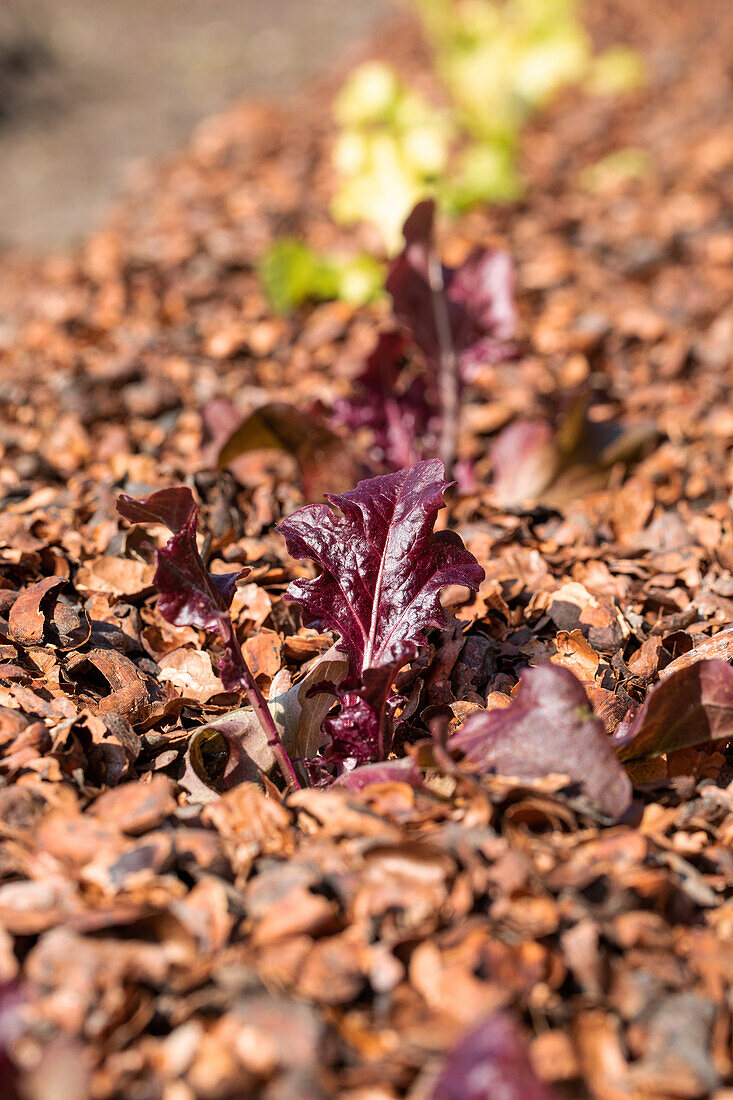Oakleaf lettuce - young plant