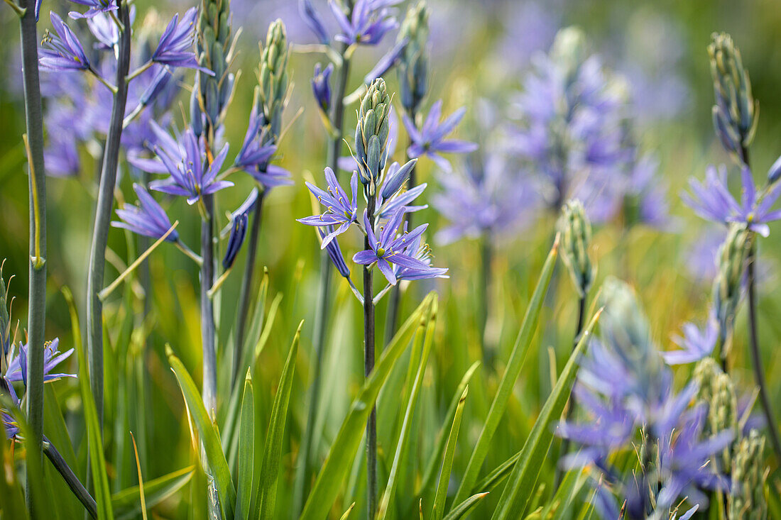 Camassia leichtlinii, blau