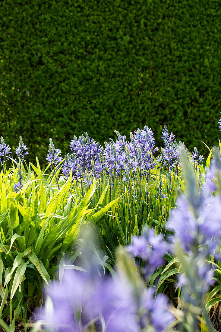 Camassia leichtlinii, blau