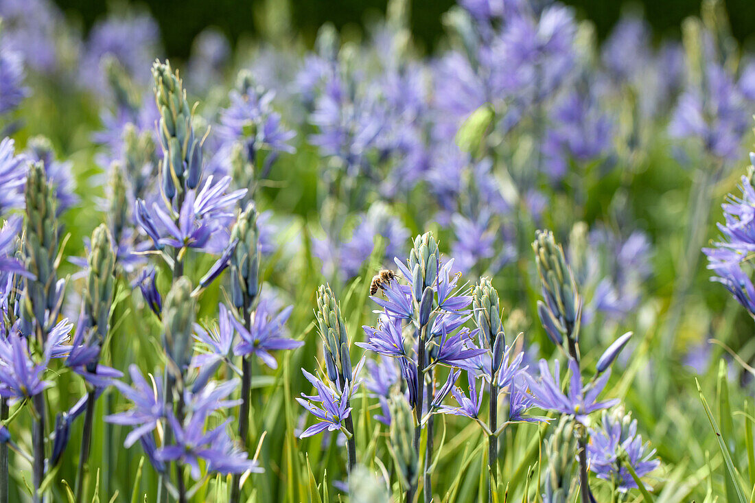 Camassia leichtlinii, blau