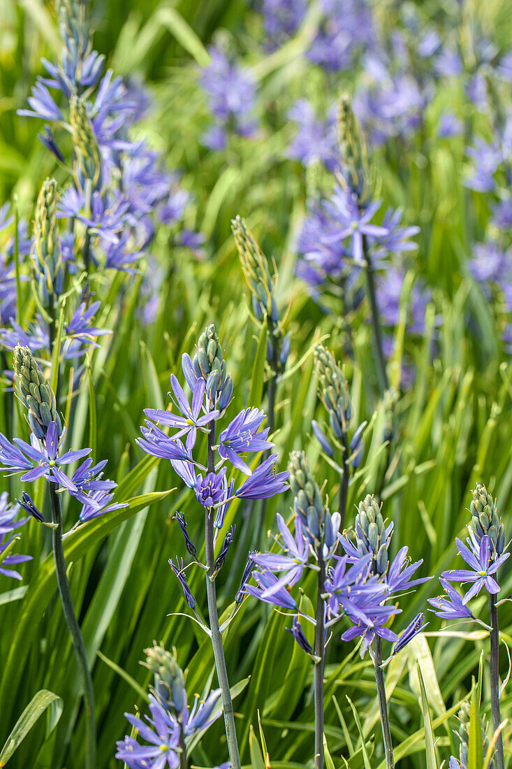 Camassia leichtlinii, blau