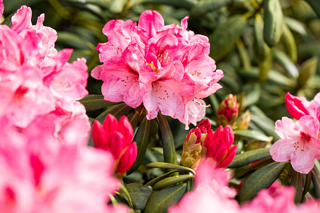 Rhododendron yakushimanum, pink