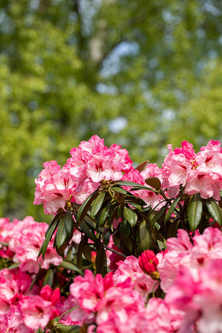 Rhododendron yakushimanum, rosa