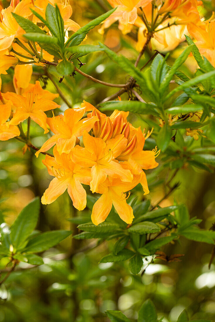 Rhododendron 'Hollandia'