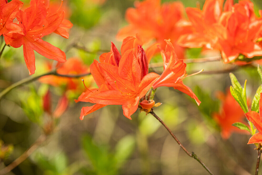 Rhododendron mollis x sinensis 'Winston Churchill'