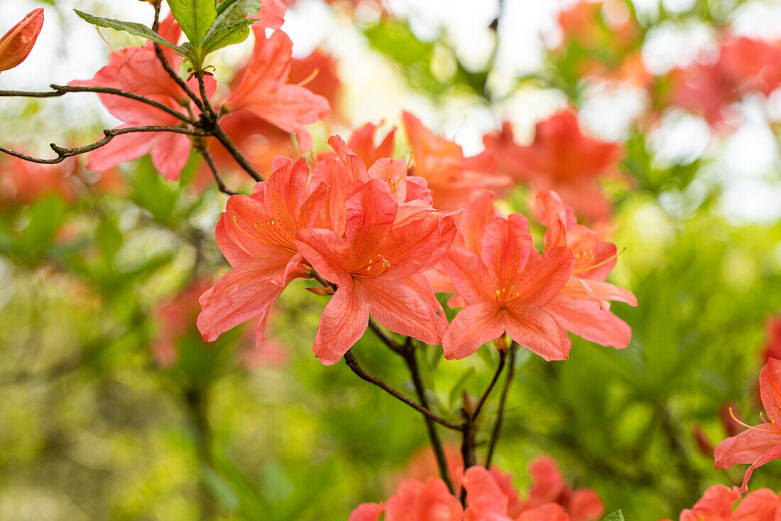 Rhododendron molle 'John Ruskin'