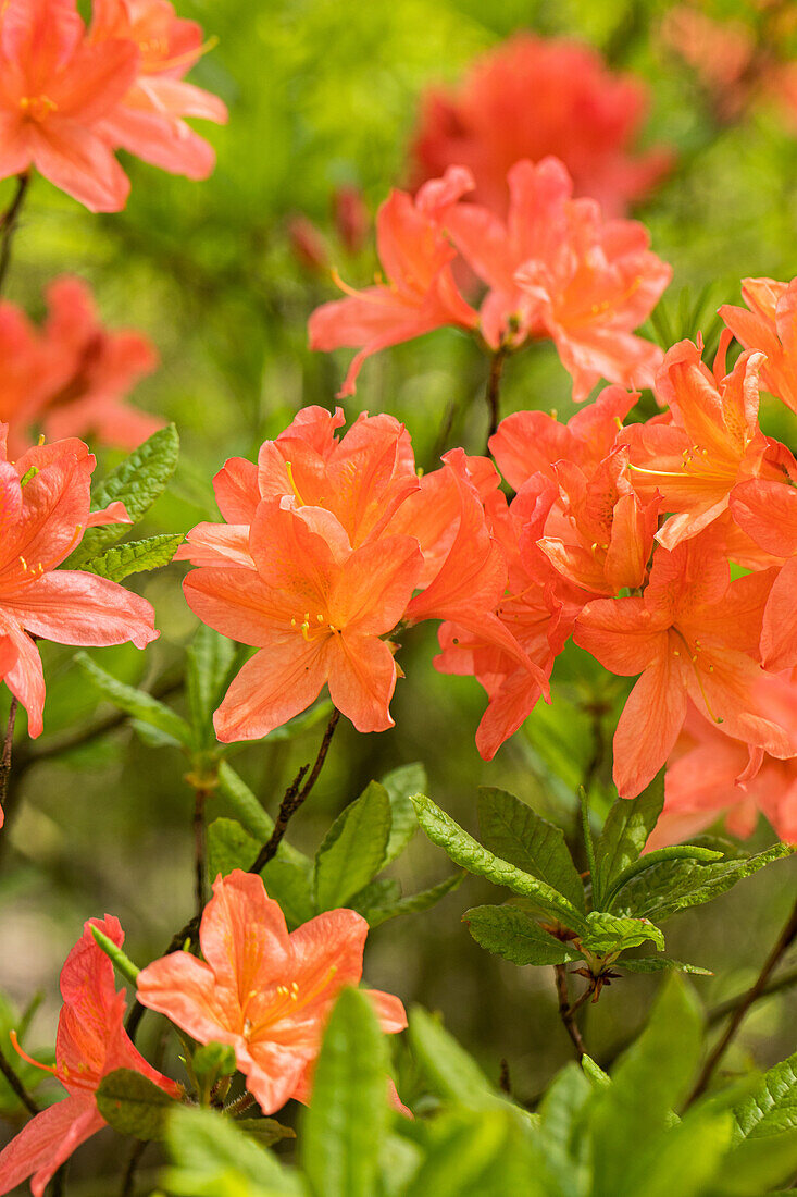 Rhododendron molle 'John Ruskin'