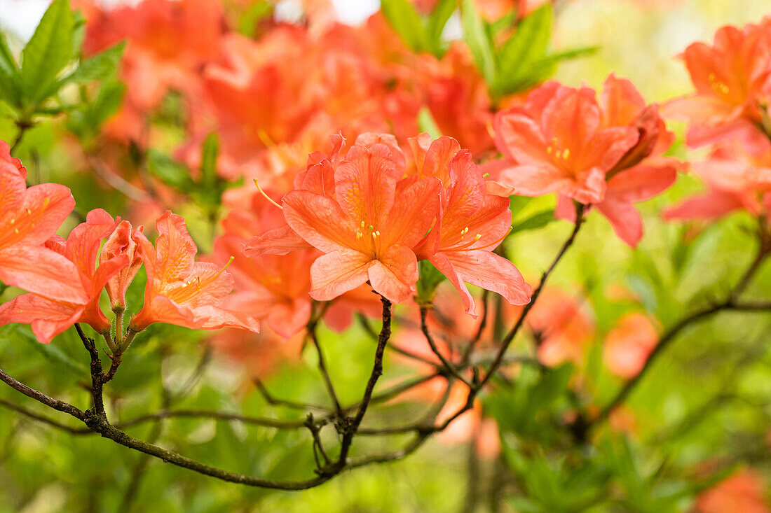 Rhododendron molle 'John Ruskin'