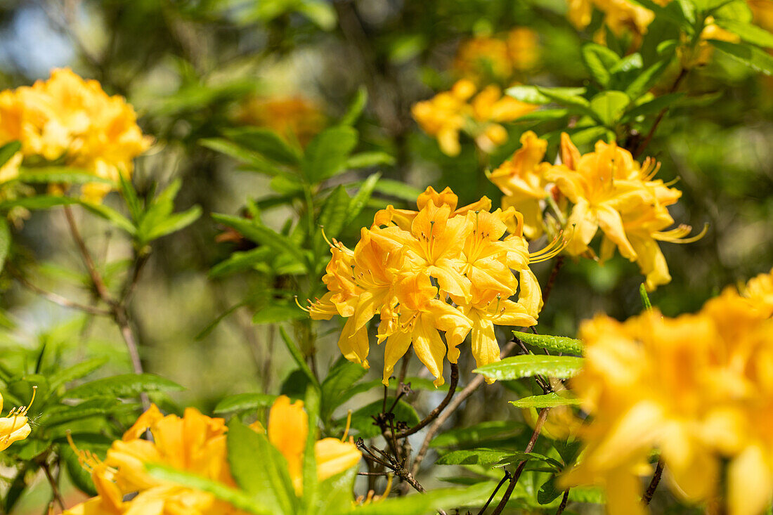 Rhododendron molle 'Anthony Koster'