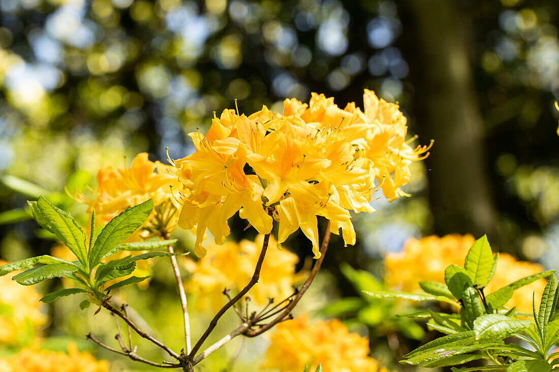 Rhododendron molle 'Anthony Koster'