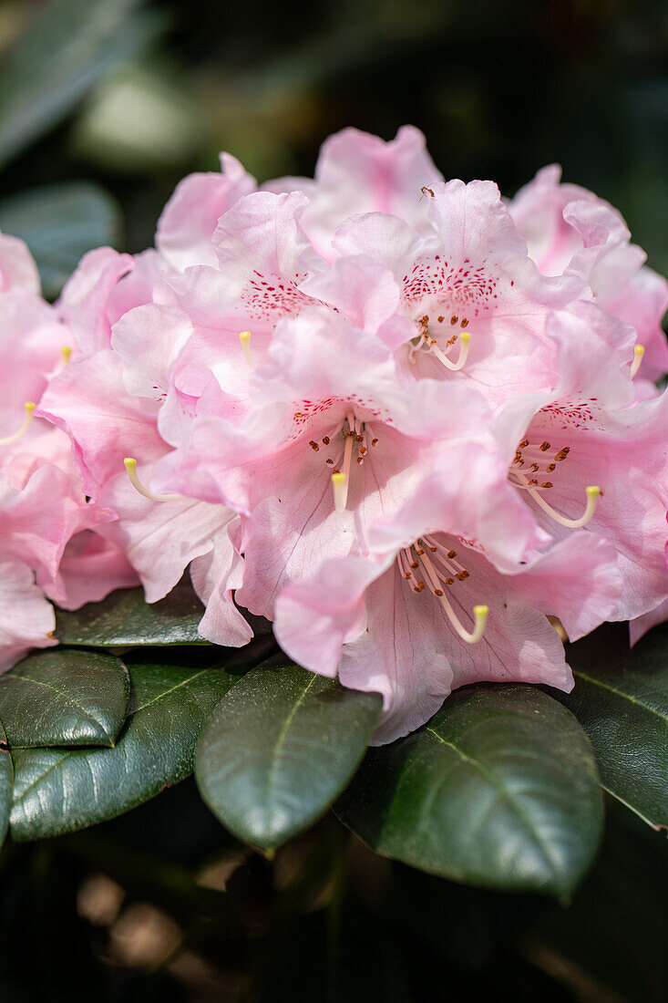 Rhododendron yakushimanum 'White Cloud'