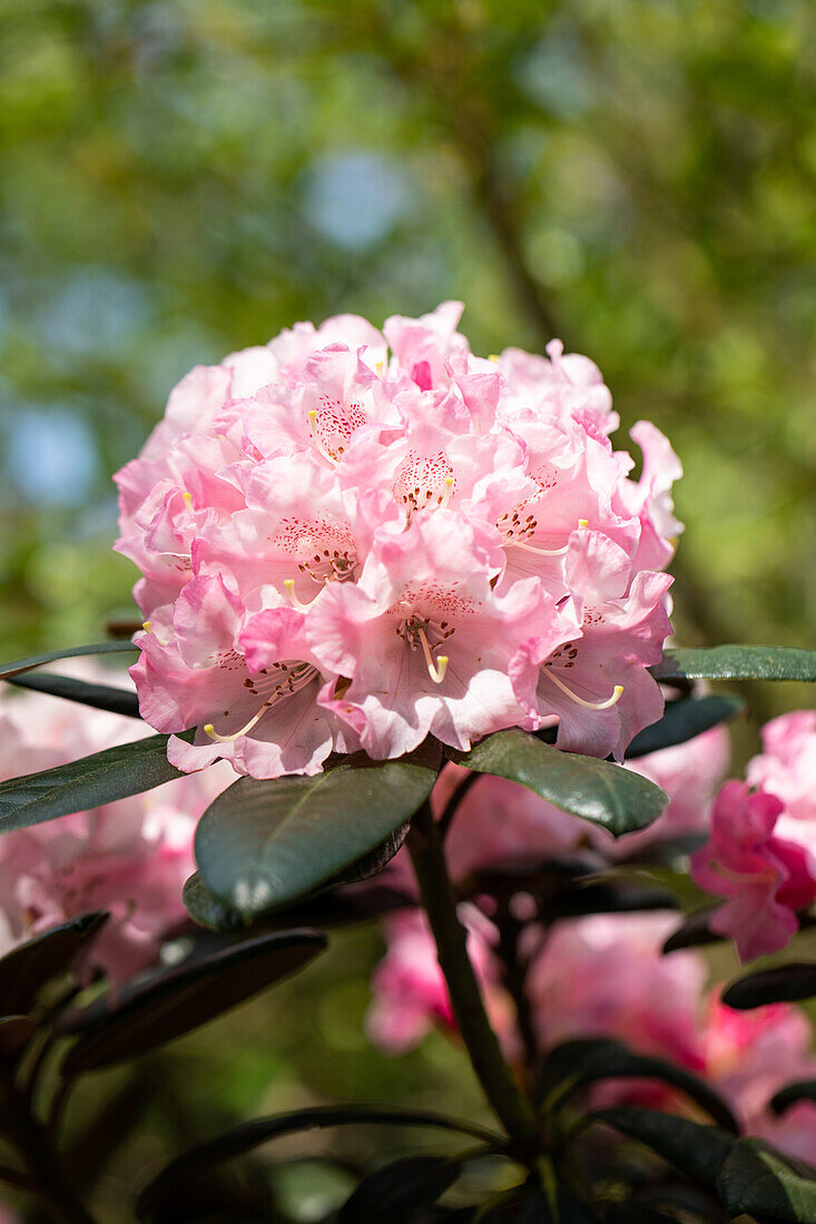 Rhododendron yakushimanum 'White Cloud'