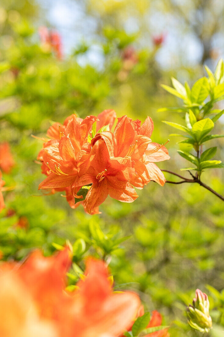 Rhododendron molle 'Kobold'