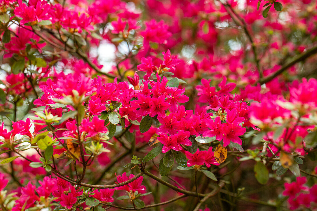 Rhododendron obtusum, pink