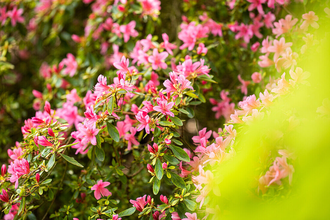 Rhododendron obtusum, pink