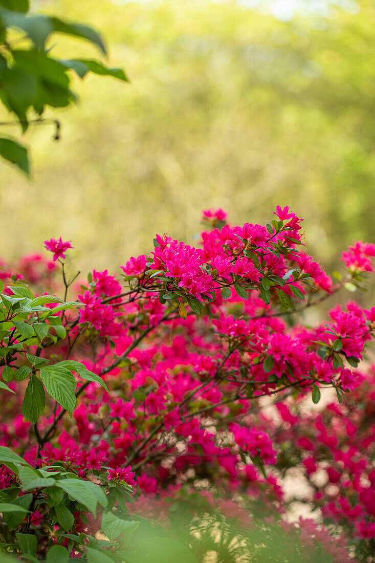 Rhododendron obtusum, pink