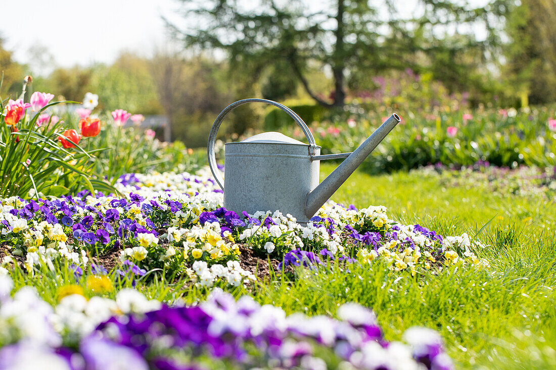 Watering can in the bed