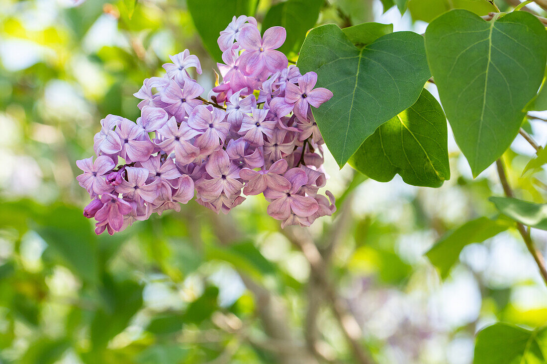 Syringa hyacinthiflora 'Lamartine'