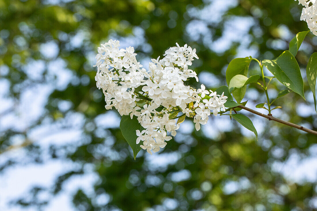 Syringa hyacinthiflora 'Sister Justena'