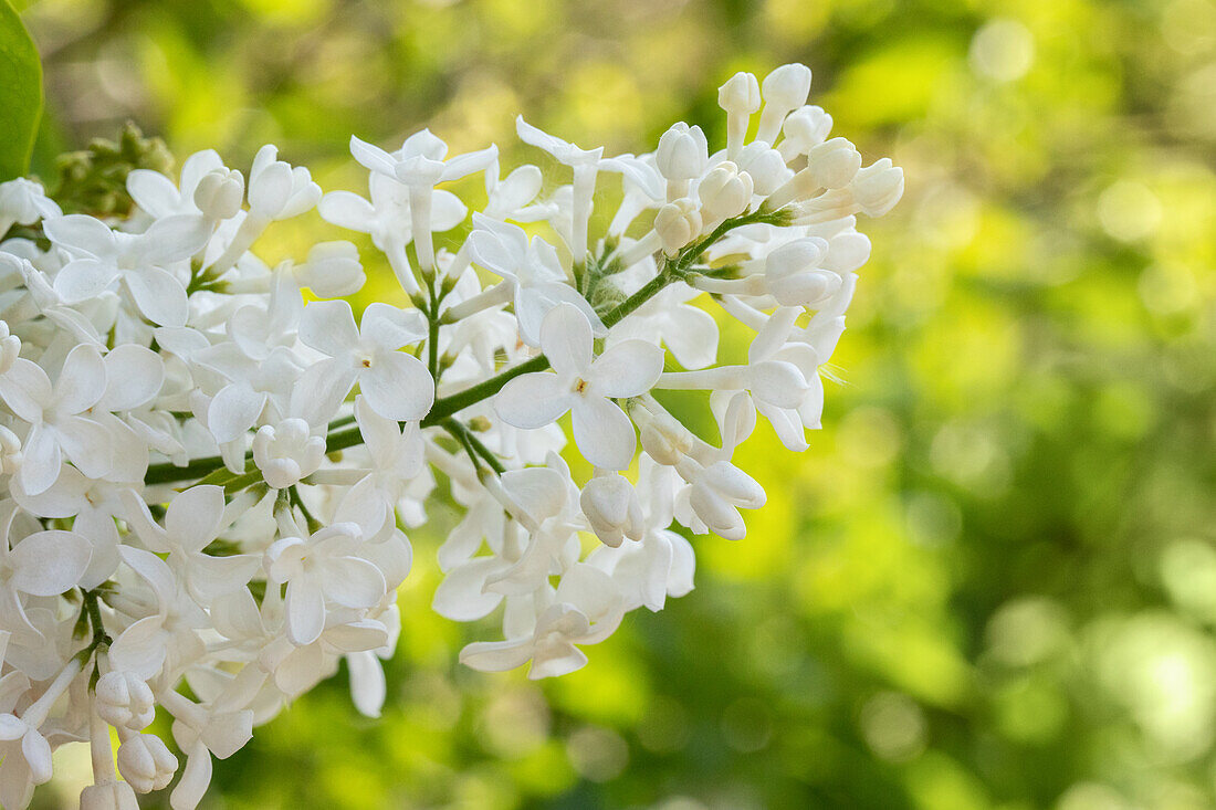 Syringa hyacinthiflora 'Sister Justena'