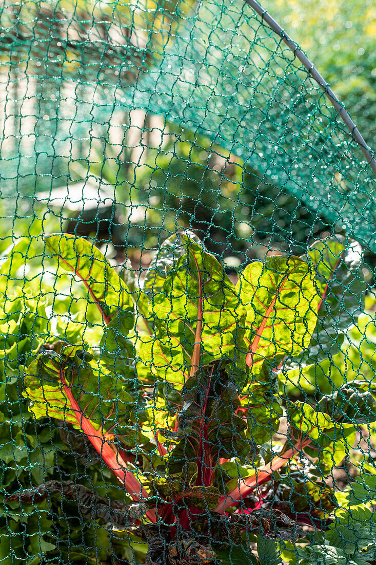 Plant protection net