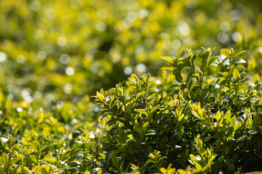 Buxus sempervirens