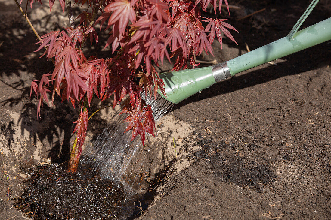 Watering maple