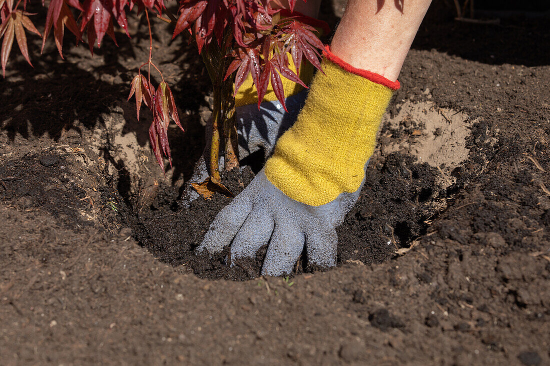 Planting maple - pressing down the soil