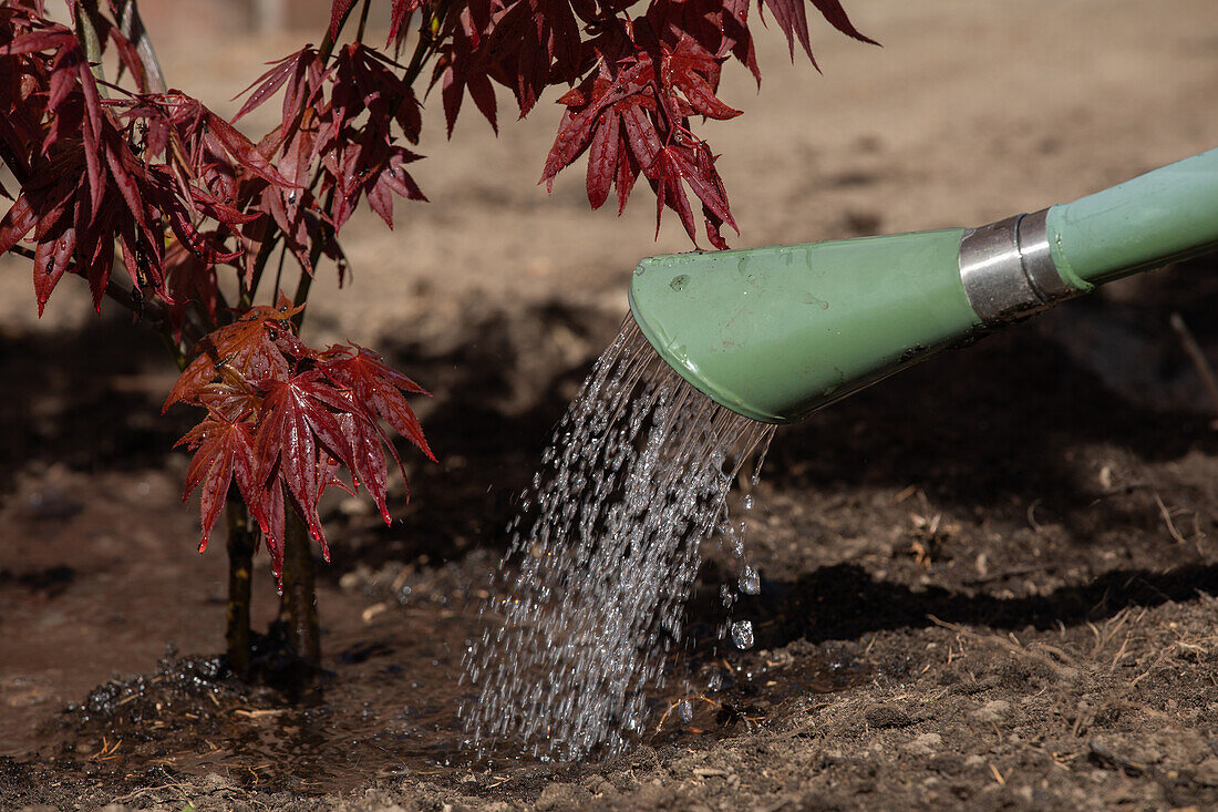 Watering the maple