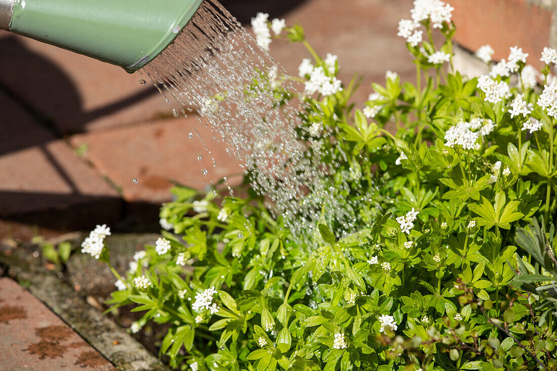 Galium odoratum