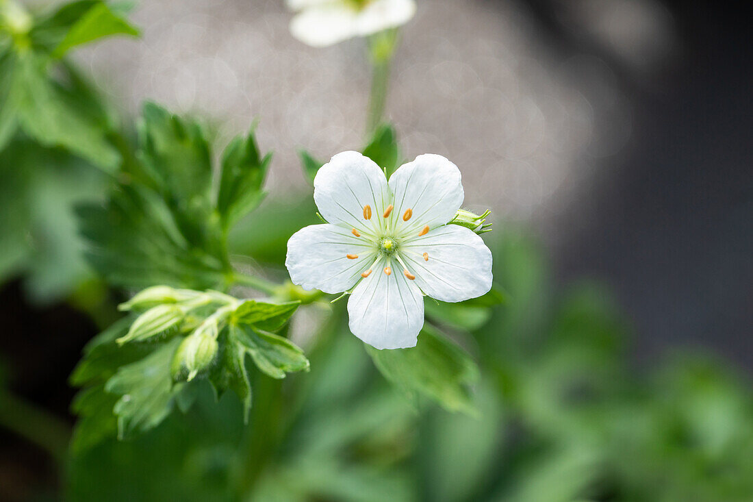 Geranium sanguineum 'Album'