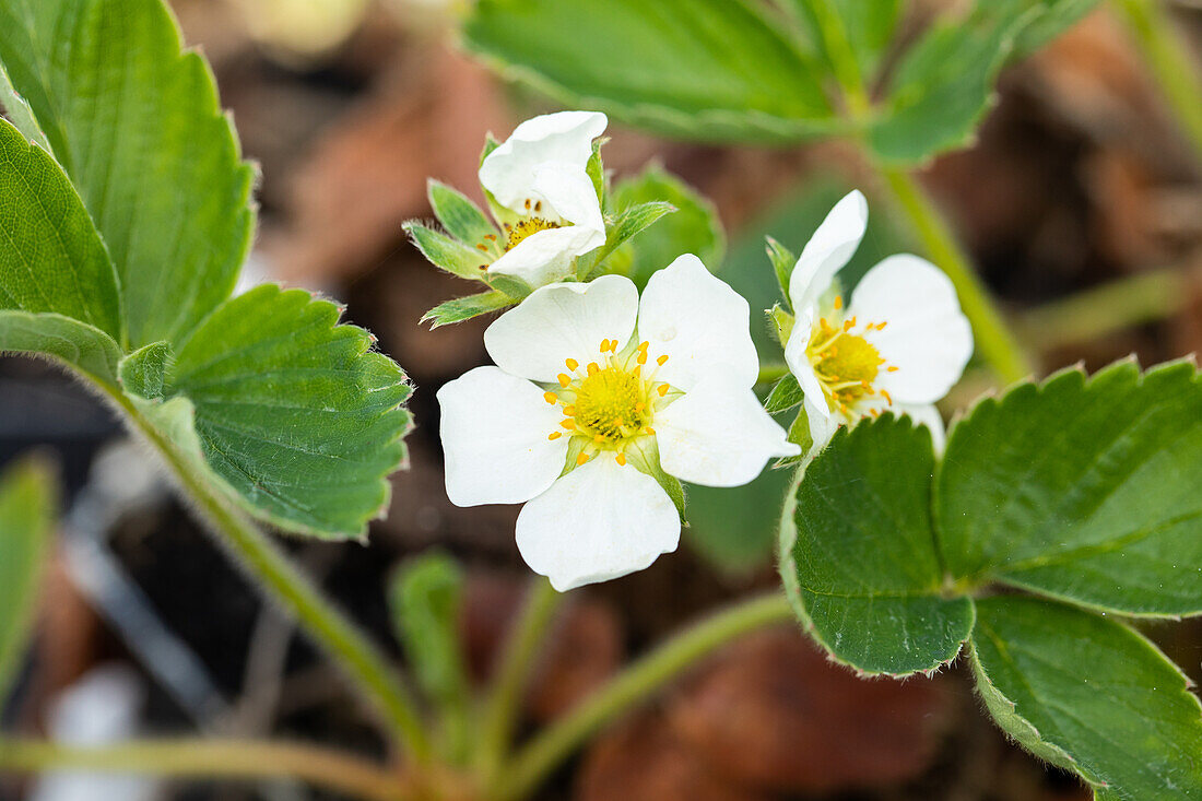 Fragaria x ananassa 'Honeoye'