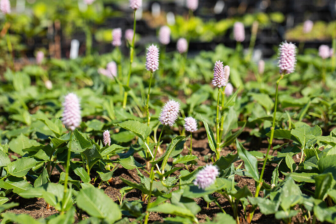 Bistorta affinis 'Superbum'