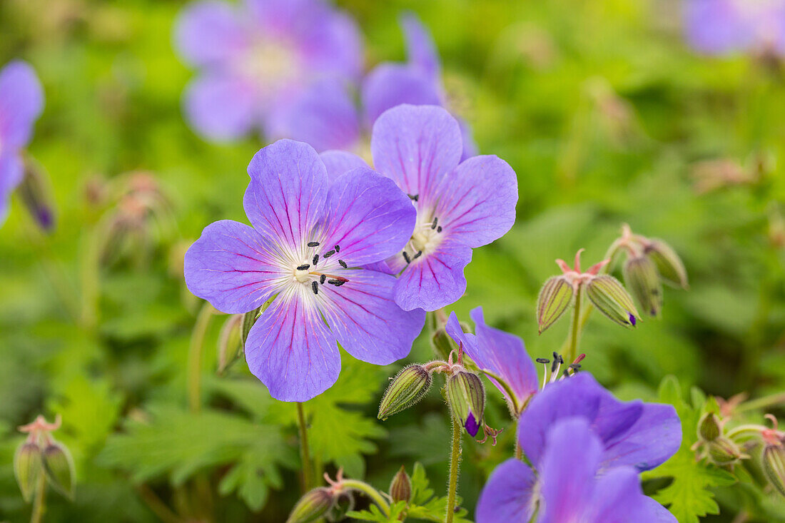 Geranium himalayense 'Baby Blue'