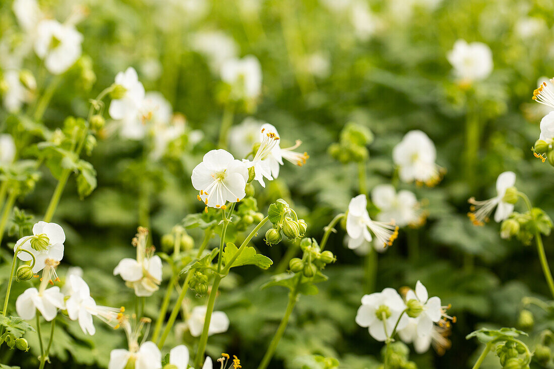 Geranium macrorrhizum 'White Ness'